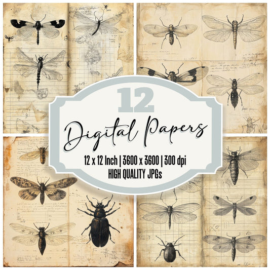 Aged Insect Study Digital Paper Pack (DDD000337)