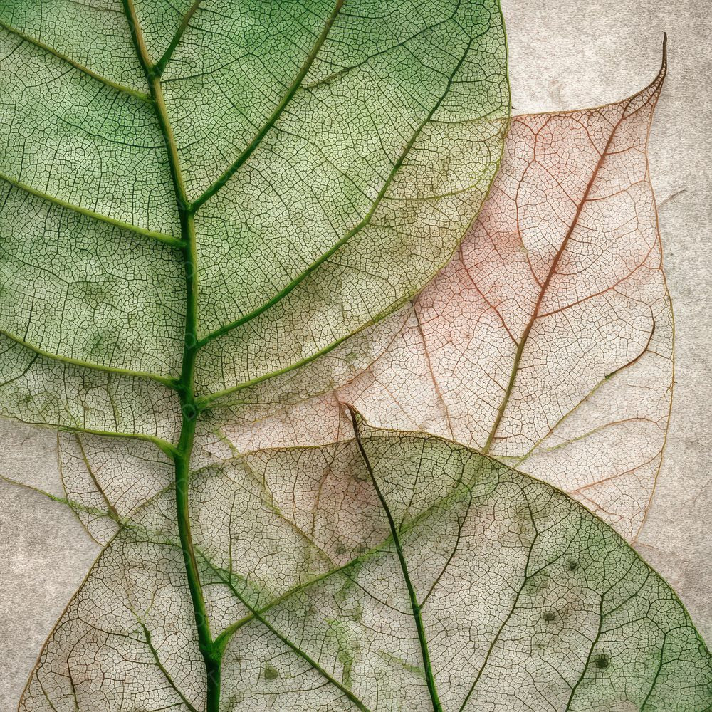 Leaf Vein Dew Shadow Digital Paper Pack (DDD002310)