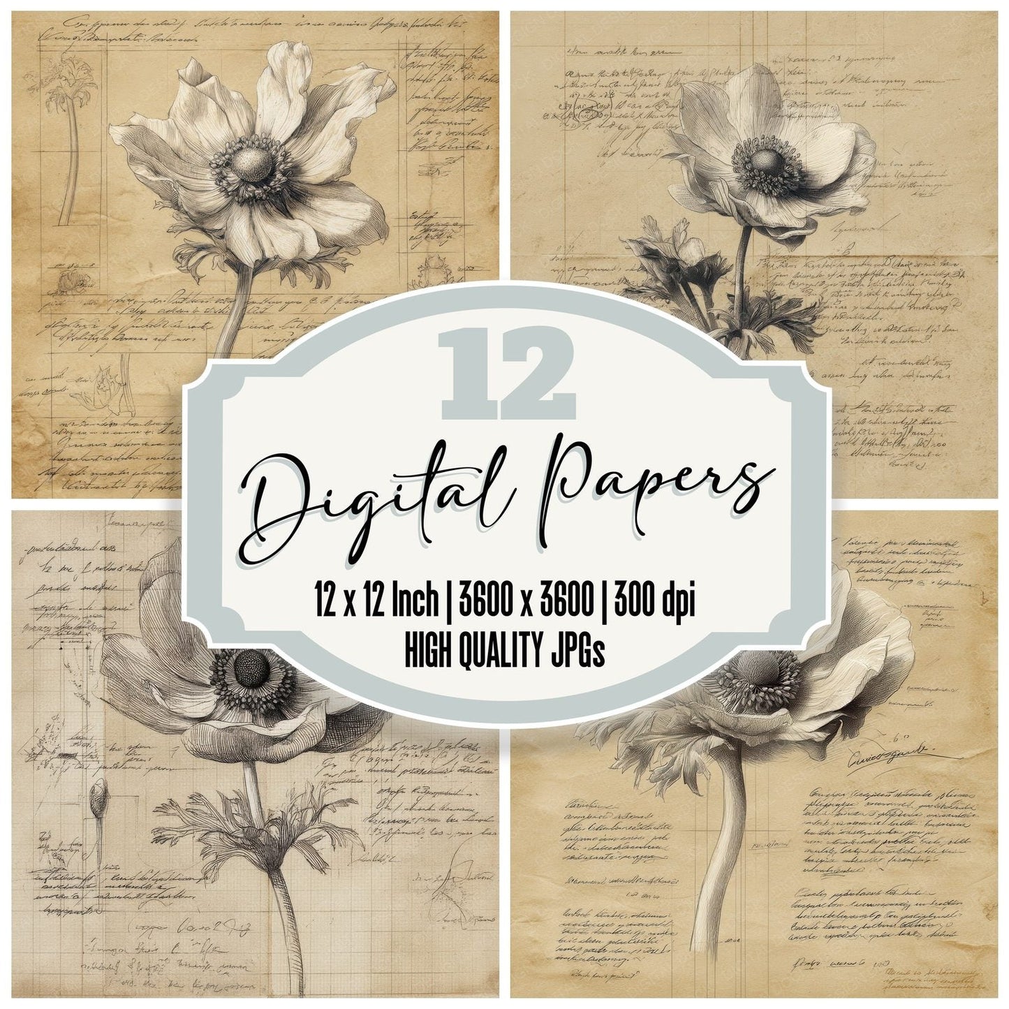 Sketch Anemone Flower Close Digital Paper Pack (DDD003502)