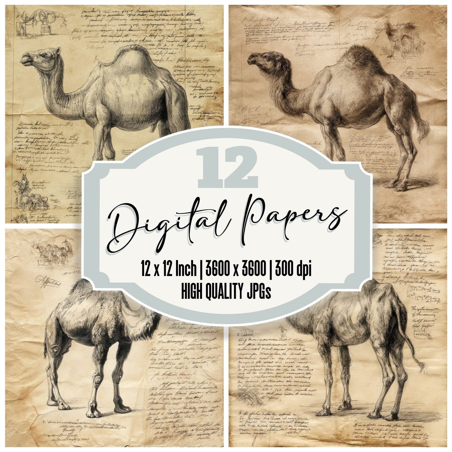 Sketch Camel Desert Chart Digital Paper Pack (DDD003519)