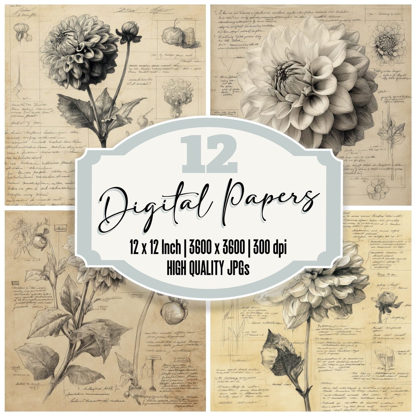 Sketch Dahlia Head Detail Digital Paper Pack (DDD003541)