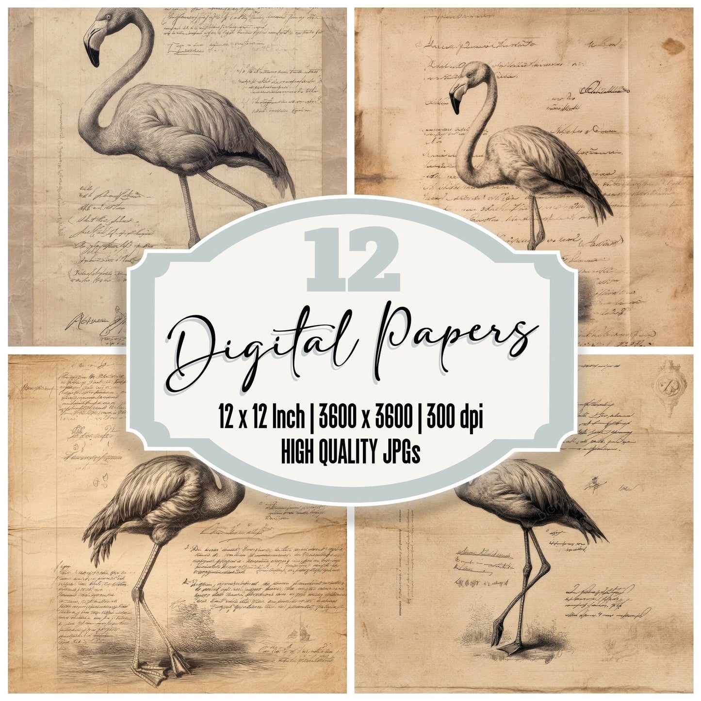 Sketch Flamingo Field Study Digital Paper Pack (DDD003553)