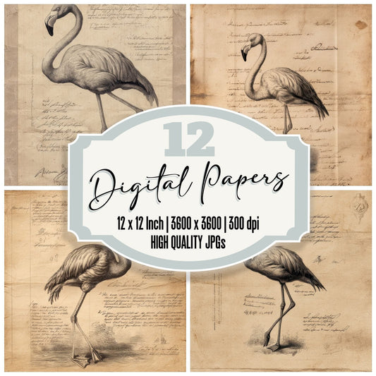 Sketch Flamingo Field Study Digital Paper Pack (DDD003553)