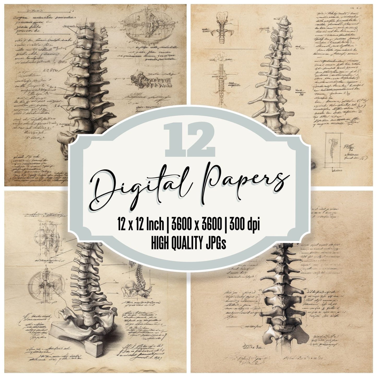 Sketch Human Spine Vertebrae Digital Paper Pack (DDD003587)