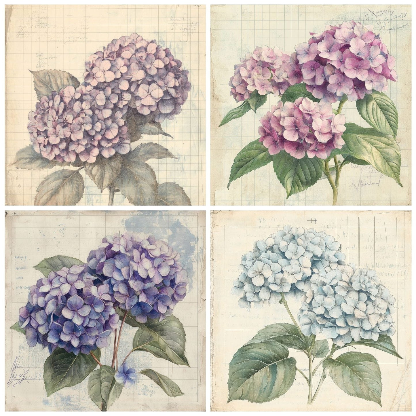 Sketch Hydrangea Colour Digital Paper Pack (DDD003589)