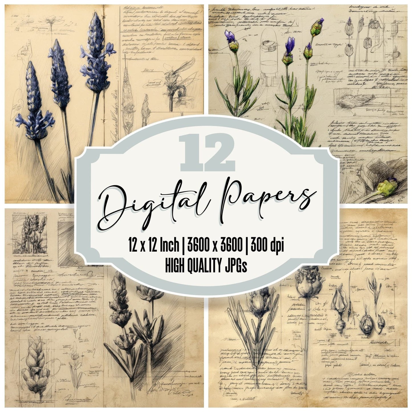 Sketch Lavender Buds Close Digital Paper Pack (DDD003598)