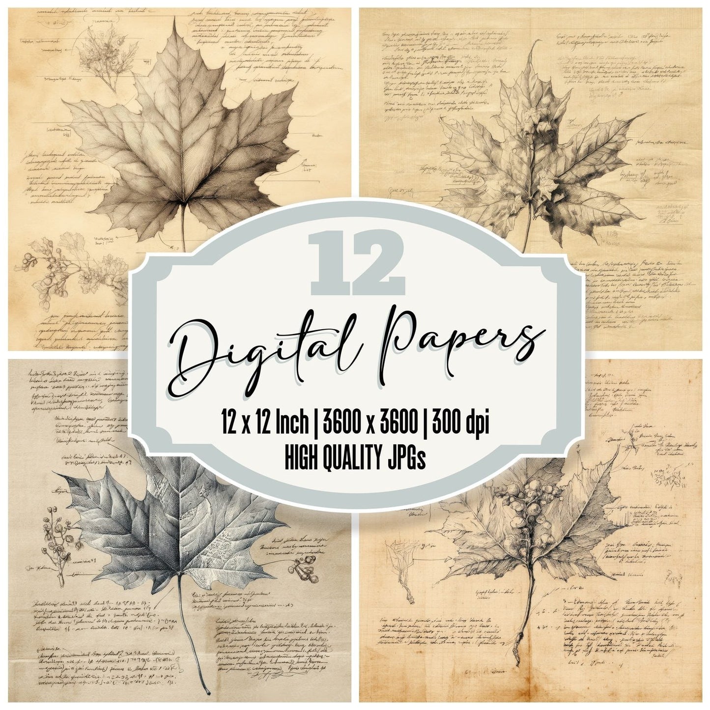 Sketch Maple Leaf Detailed Digital Paper Pack (DDD003615)