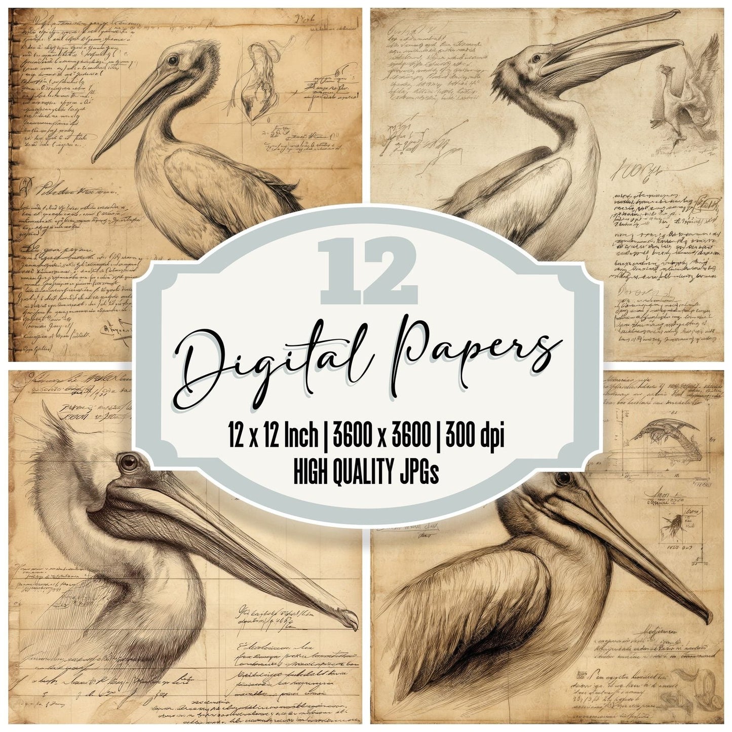 Sketch Pelican Beak Study Digital Paper Pack (DDD003633)