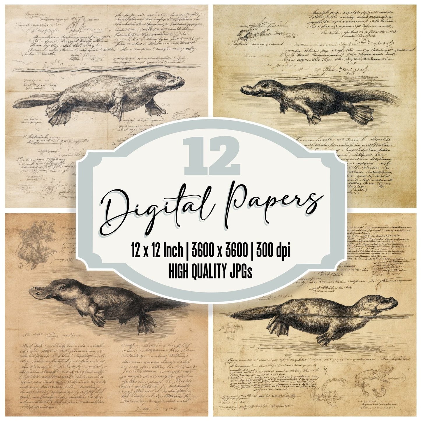 Sketch Platypus Aquatic Sheet Digital Paper Pack (DDD003642)