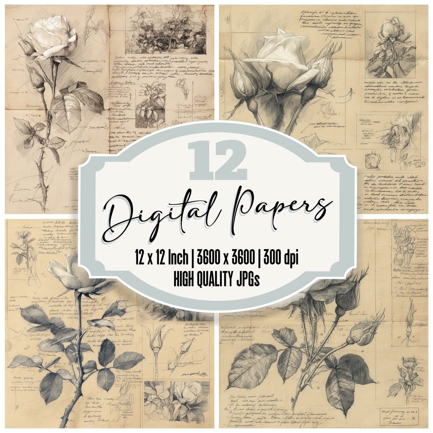 Sketch Rose Head Close Digital Paper Pack (DDD003658)