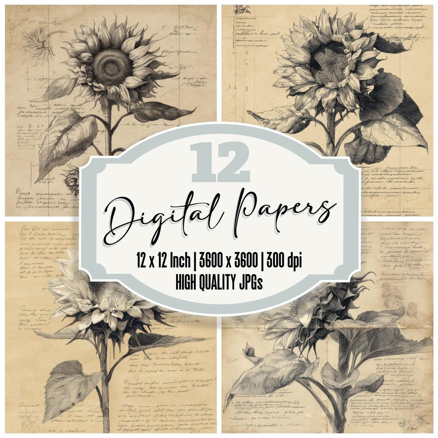 Sketch Sunflower Botanical Sheet Digital Paper Pack (DDD003674)