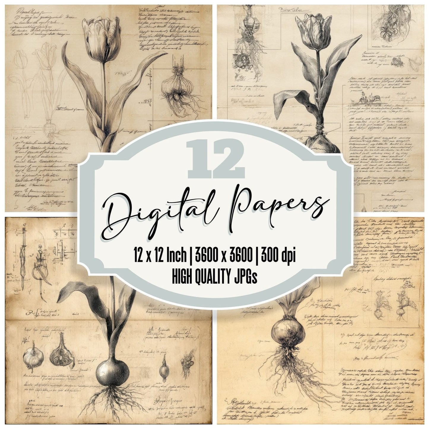 Sketch Tulip Root Chart Digital Paper Pack (DDD003692)