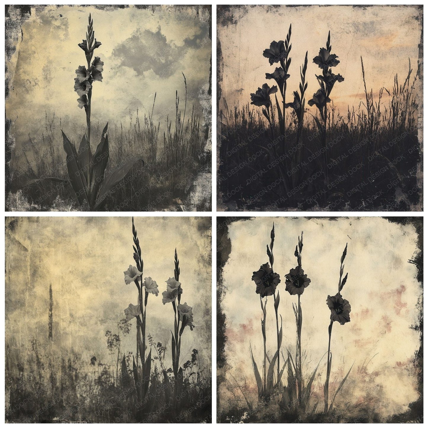 Tenebrous Gladiolus Field Digital Paper Pack (DDD003974)
