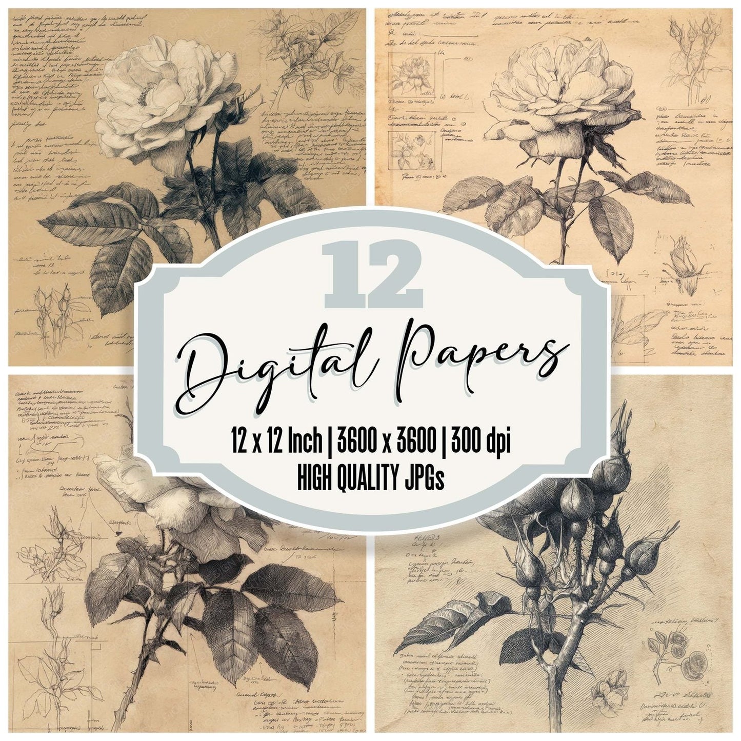 White Rose Close Up Sketch Digital Paper Pack (DDD004406)