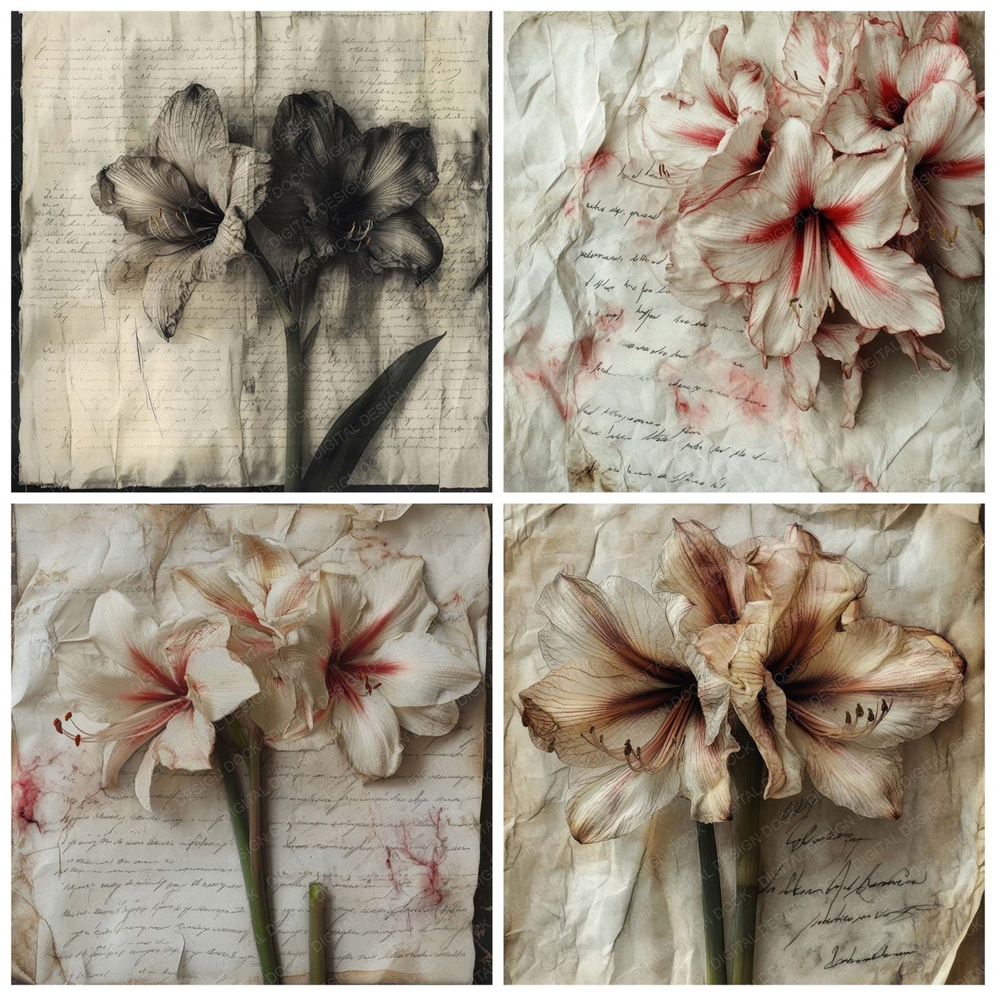 Wilted Amaryllis Script Digital Paper Pack (DDD004425)