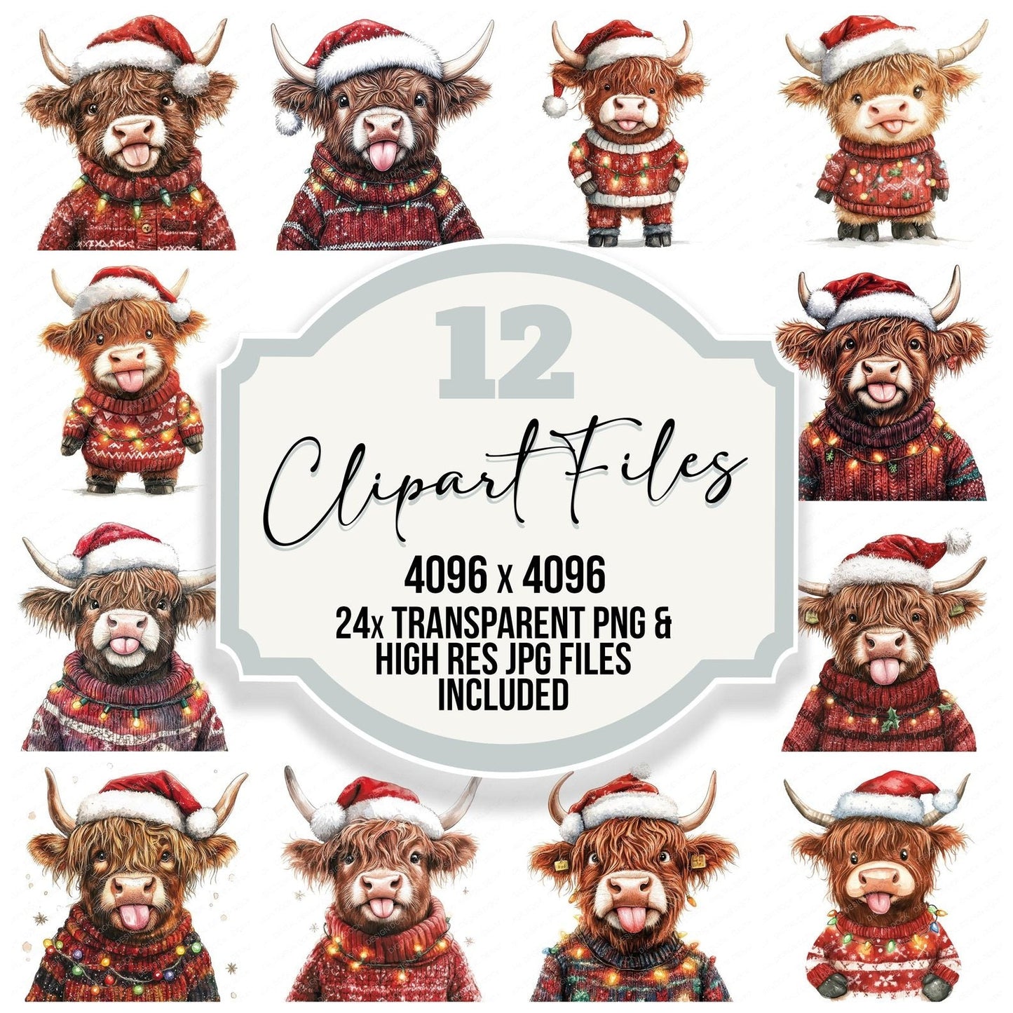 Cheeky Christmas Highland Cow Clipart Set (DDD004835)