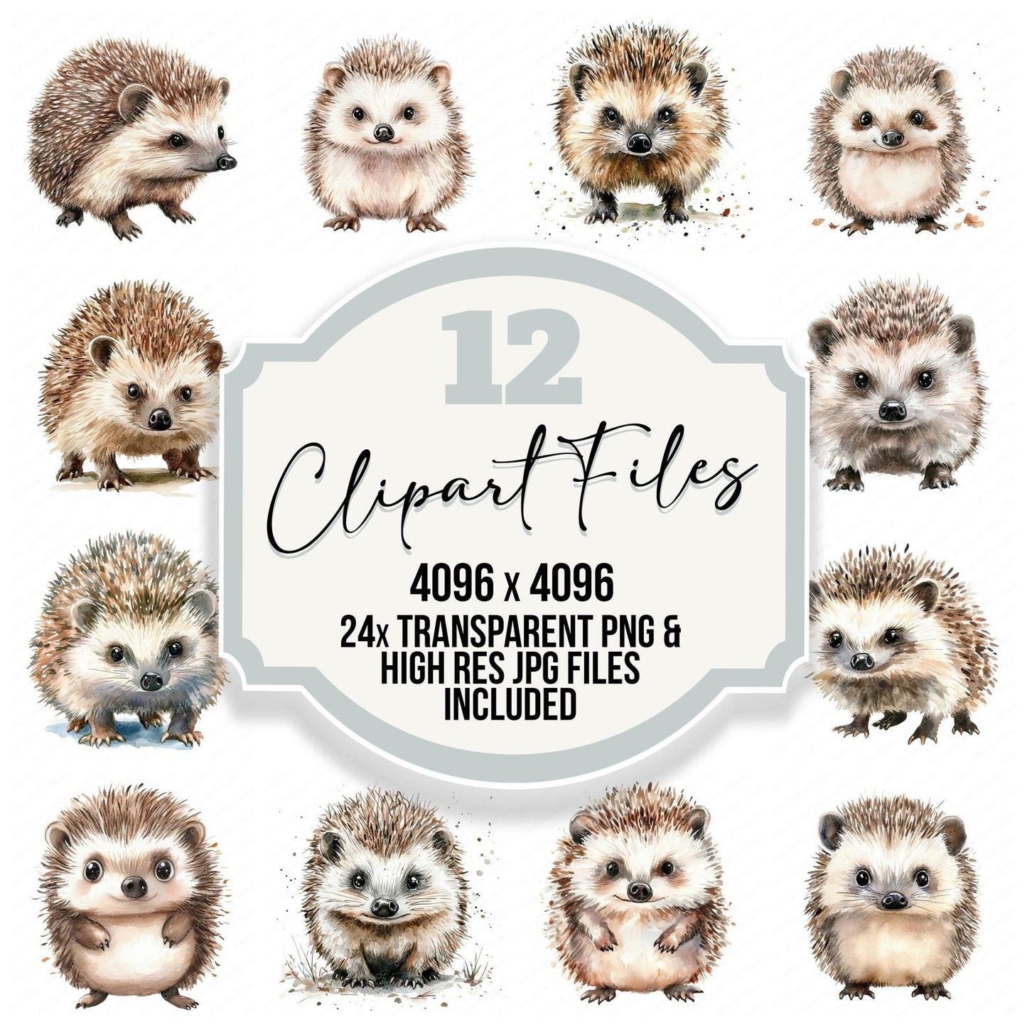 Curious Watercolour Hedgehog Clipart Set (DDD005056)