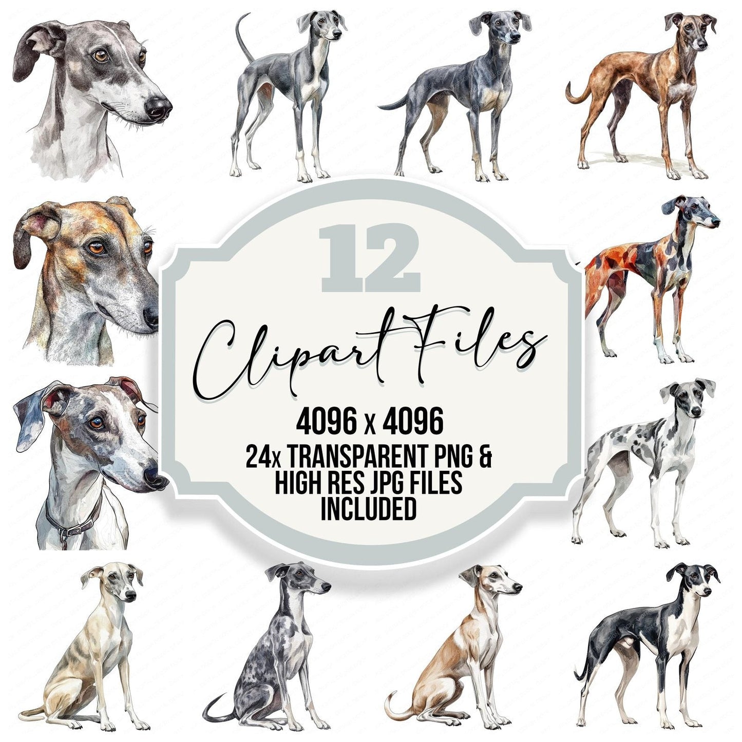 Greyhound Dog Clipart Set (DDD005748)