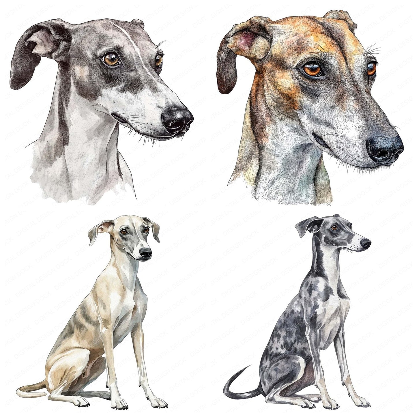 Greyhound Dog Clipart Set (DDD005748)