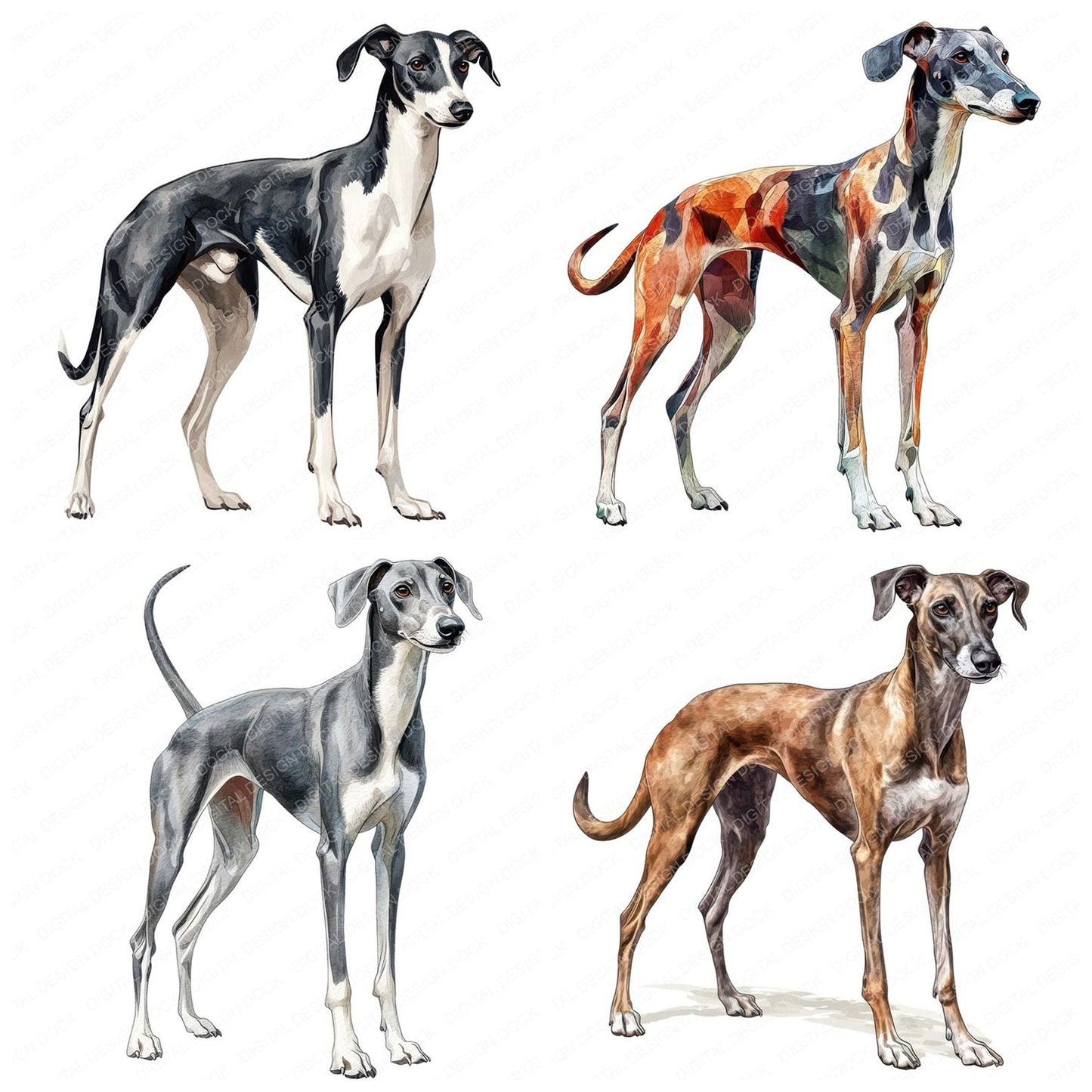 Greyhound Dog Clipart Set (DDD005748)