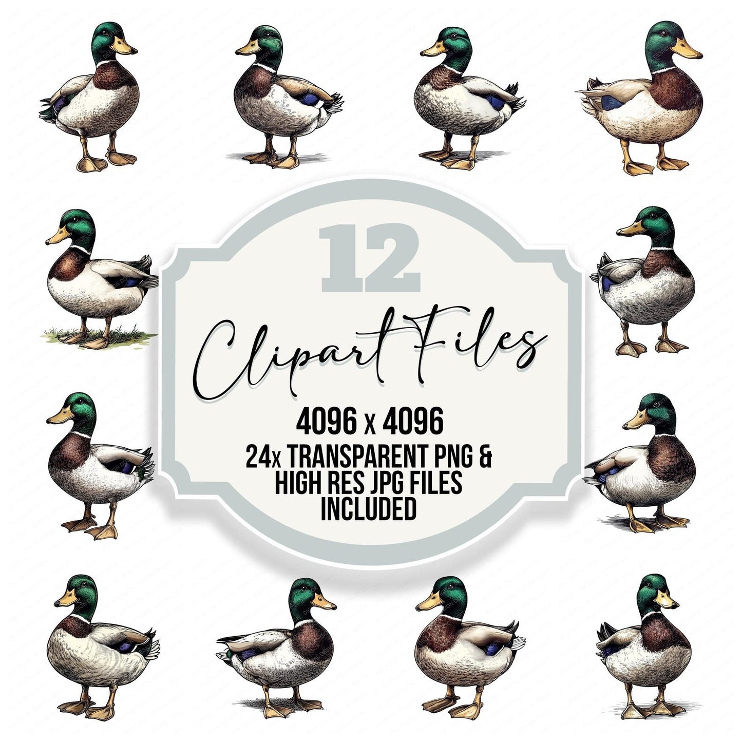 Mallard Duck Illustration Clipart Set (DDD006010)