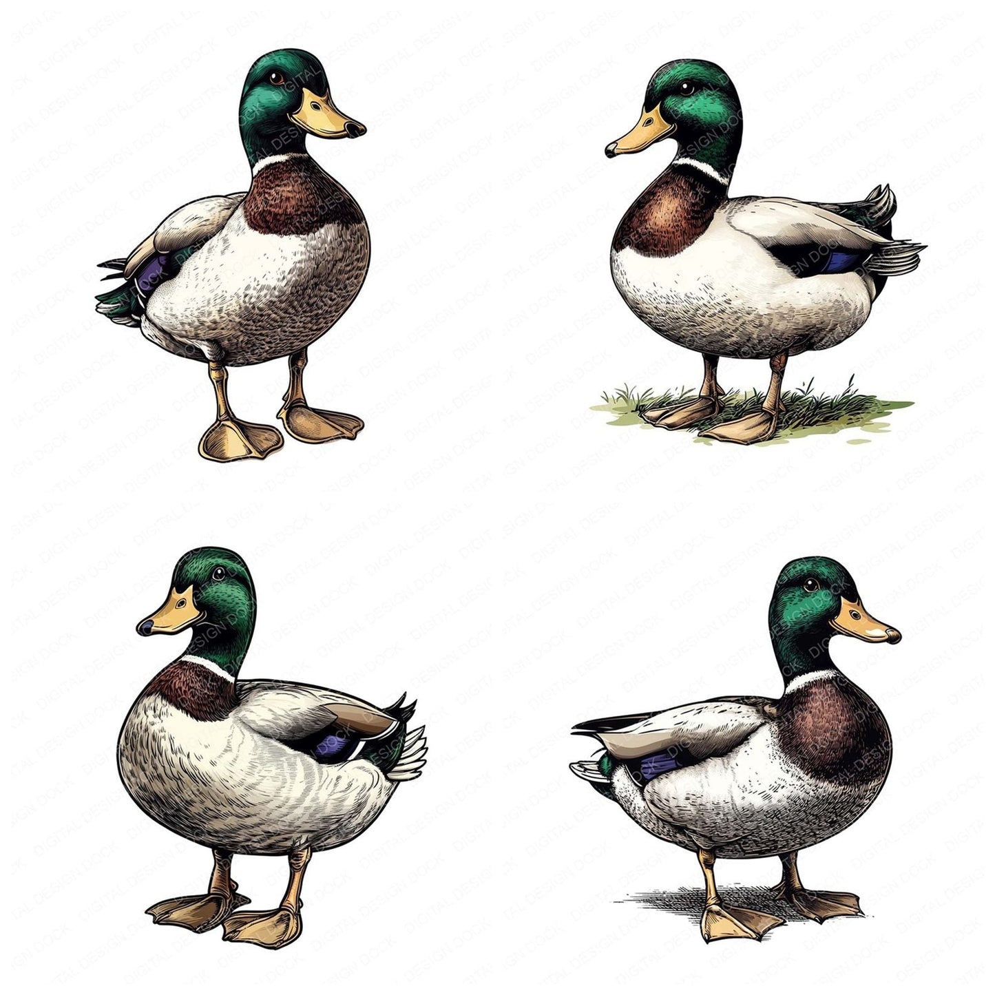 Mallard Duck Illustration Clipart Set (DDD006010)