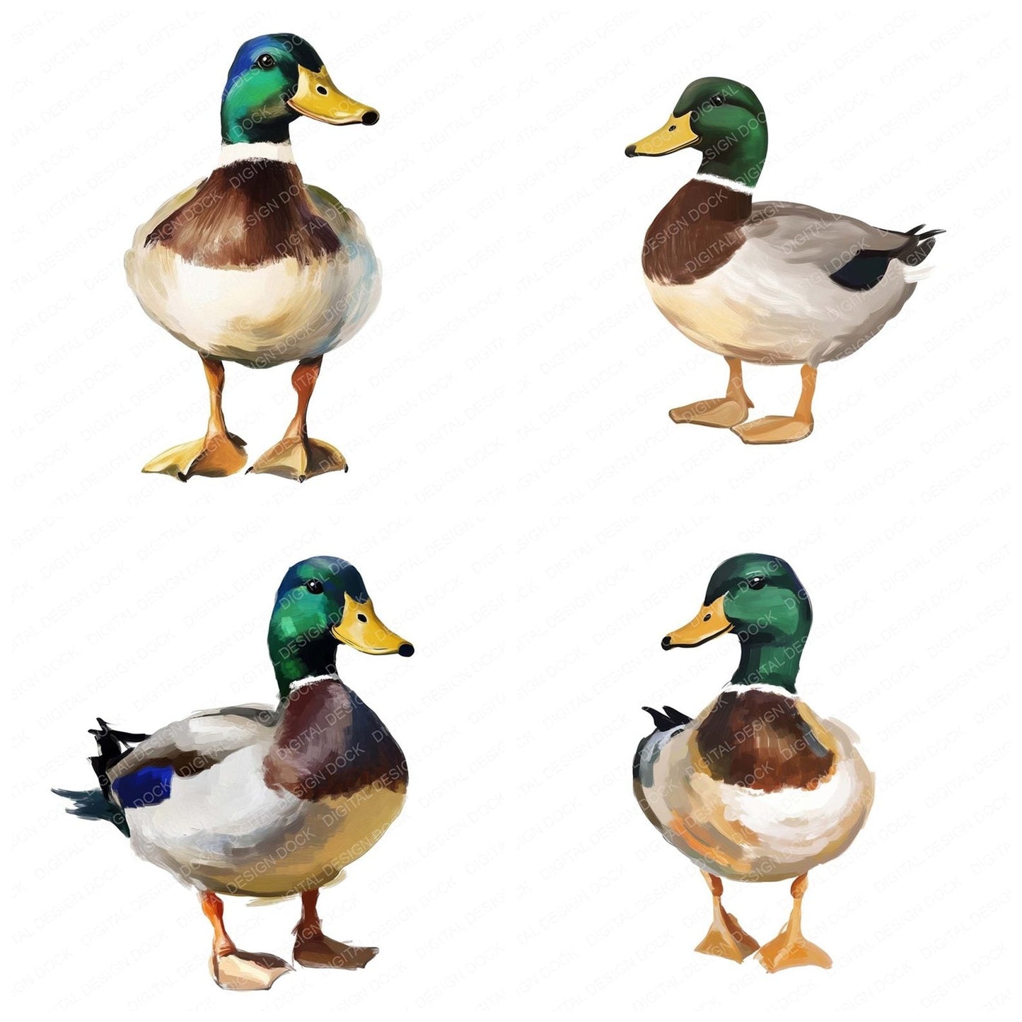 Oil Painted Mallard Duck Clipart Set (DDD006193)