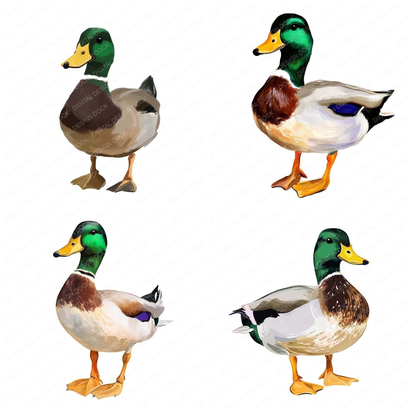 Oil Painted Mallard Duck Clipart Set (DDD006193)