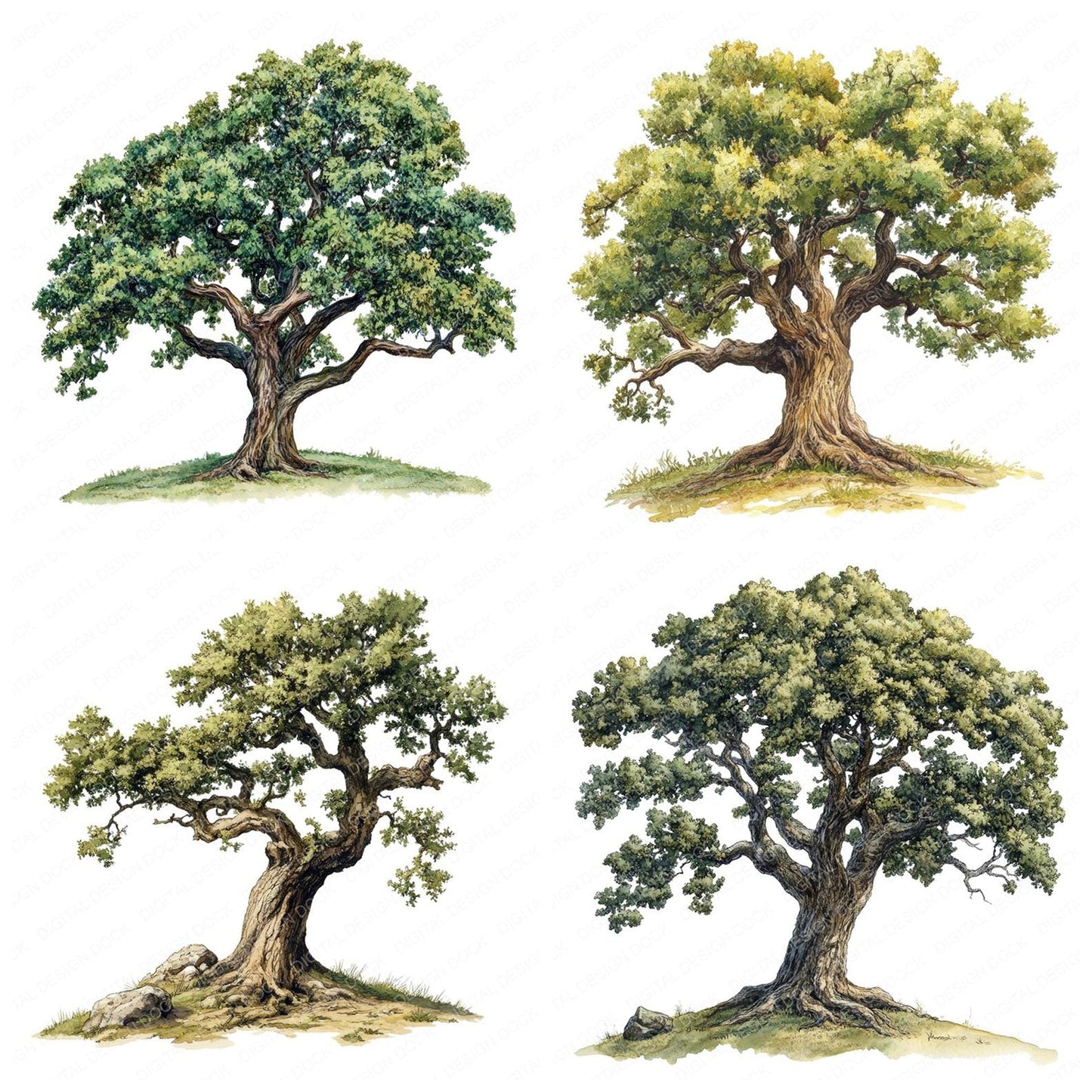 Old Oak Tree Vintage Illustration Clipart Set (DDD006202)