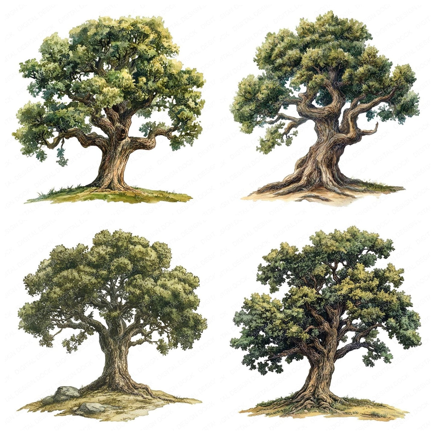 Old Oak Tree Vintage Illustration Clipart Set (DDD006202)