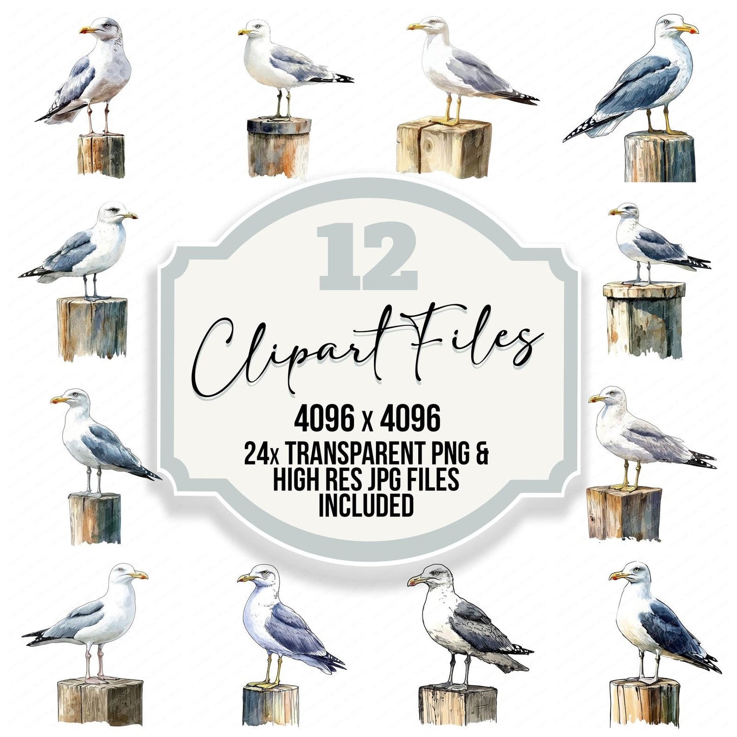 Seagull Perched Clipart Set (DDD006523)