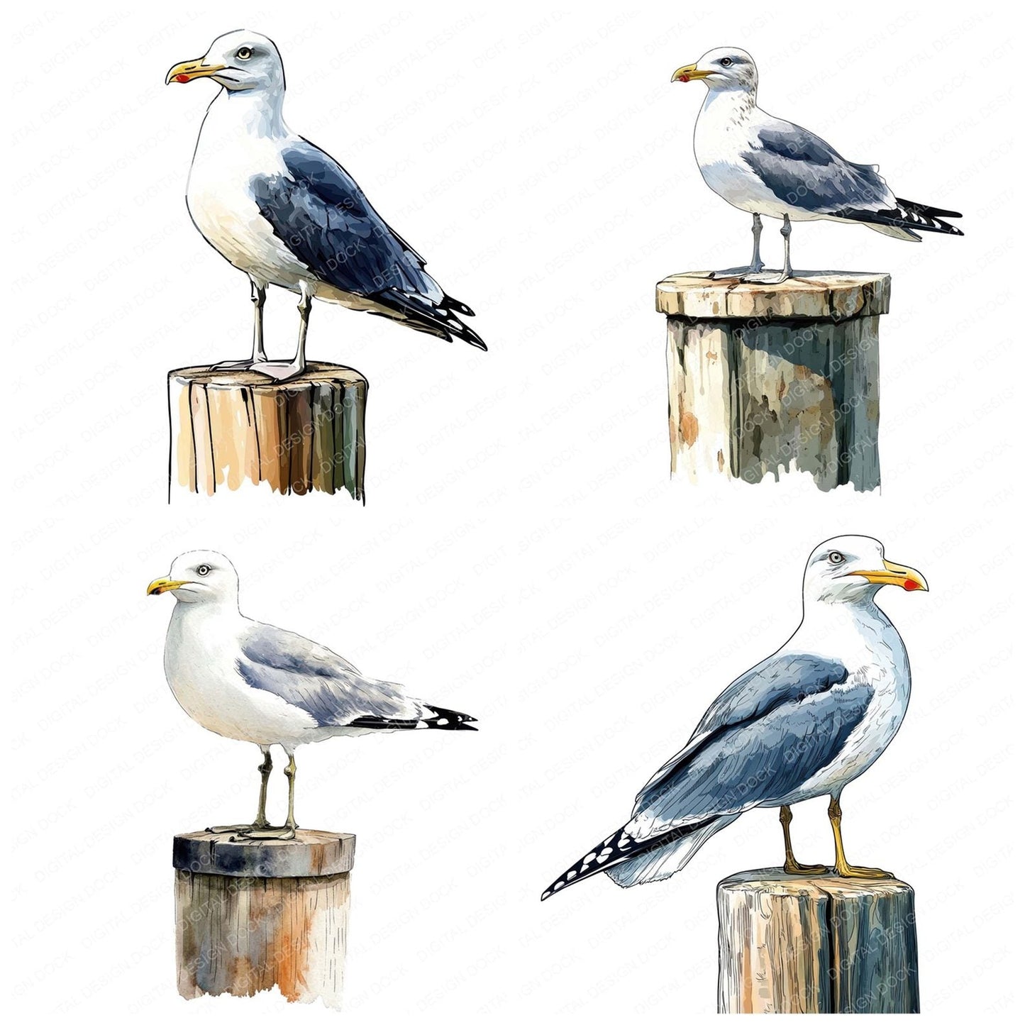 Seagull Perched Clipart Set (DDD006523)