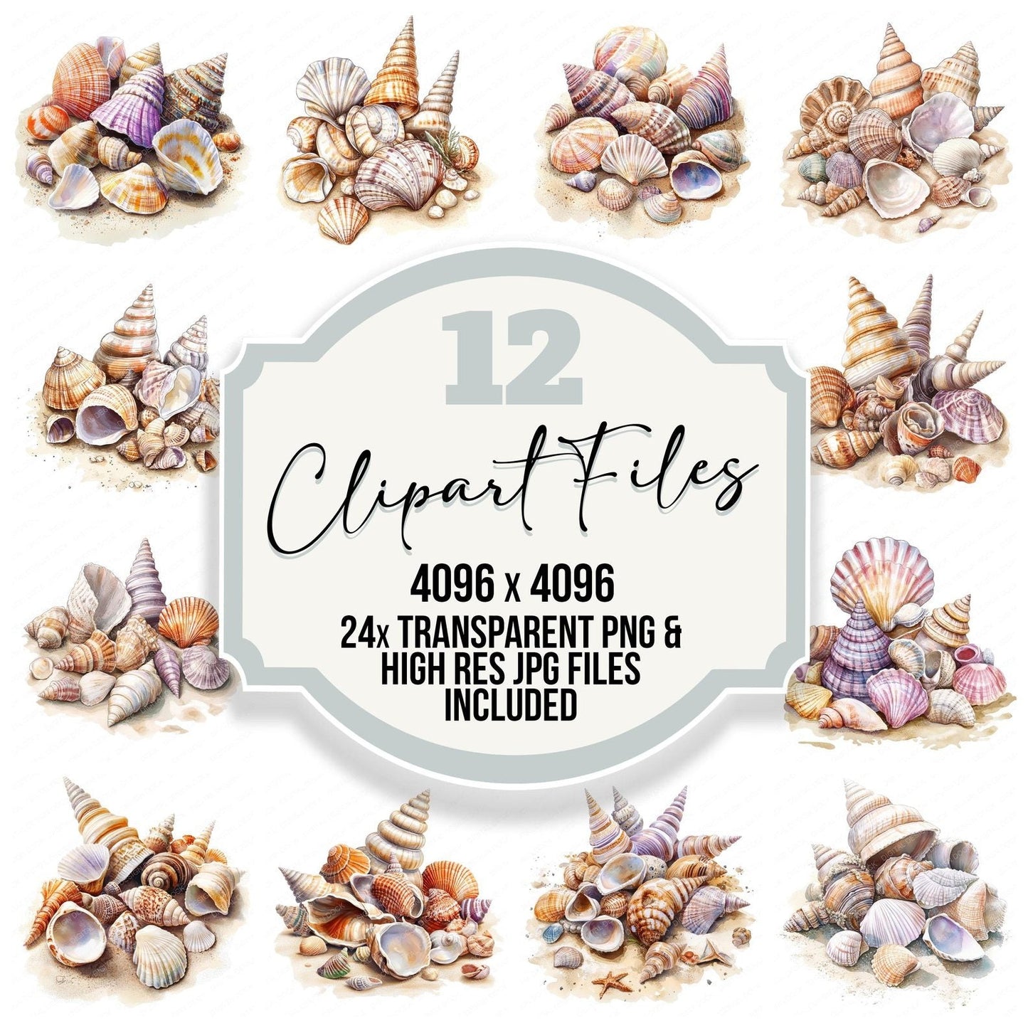 Seashell Collection Clipart Set (DDD006527)