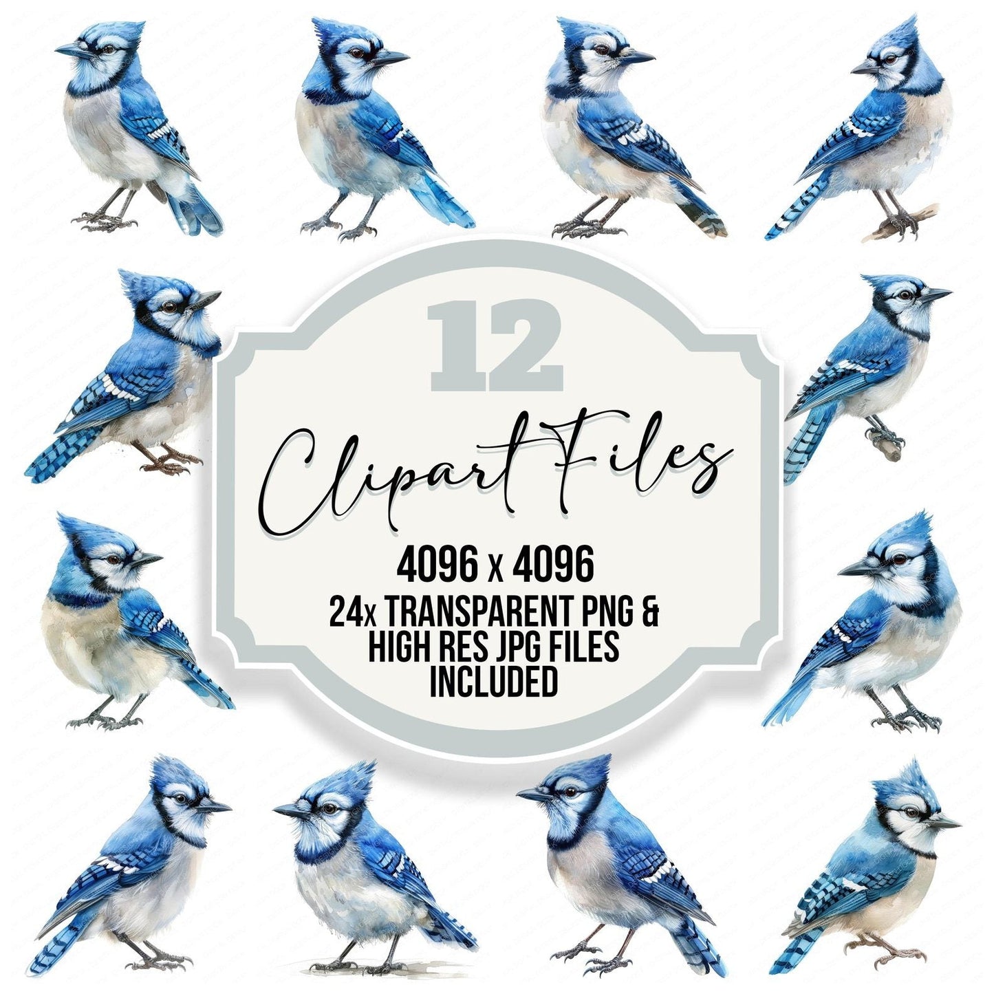Small Blue Jay Clipart Set (DDD006582)