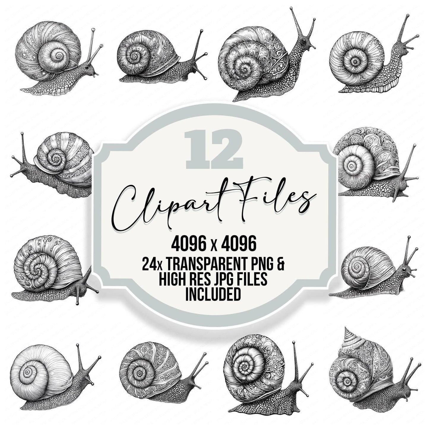 Snail Drawing Clipart Set (DDD006595)