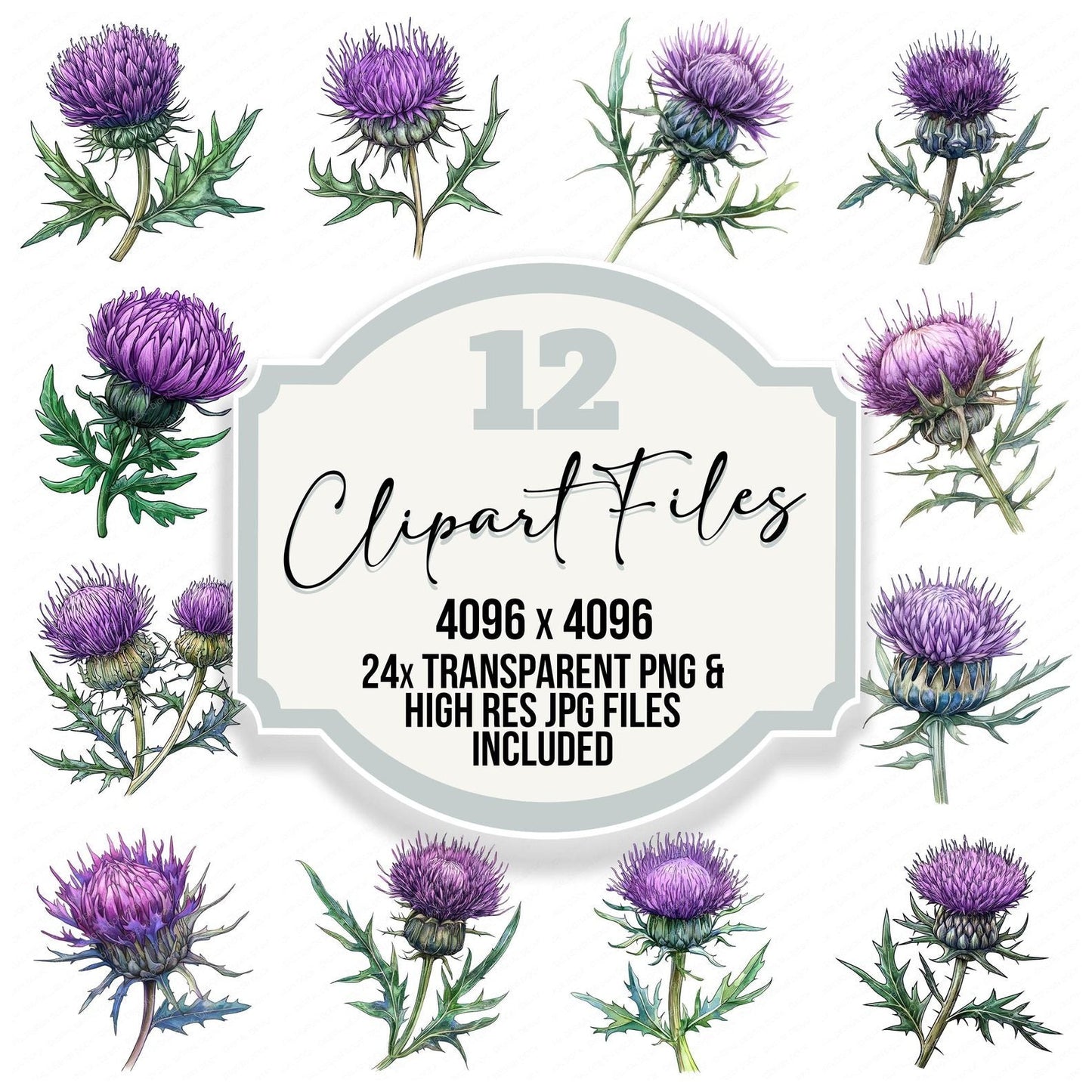 Thistle Flower Clipart Set (DDD006750)