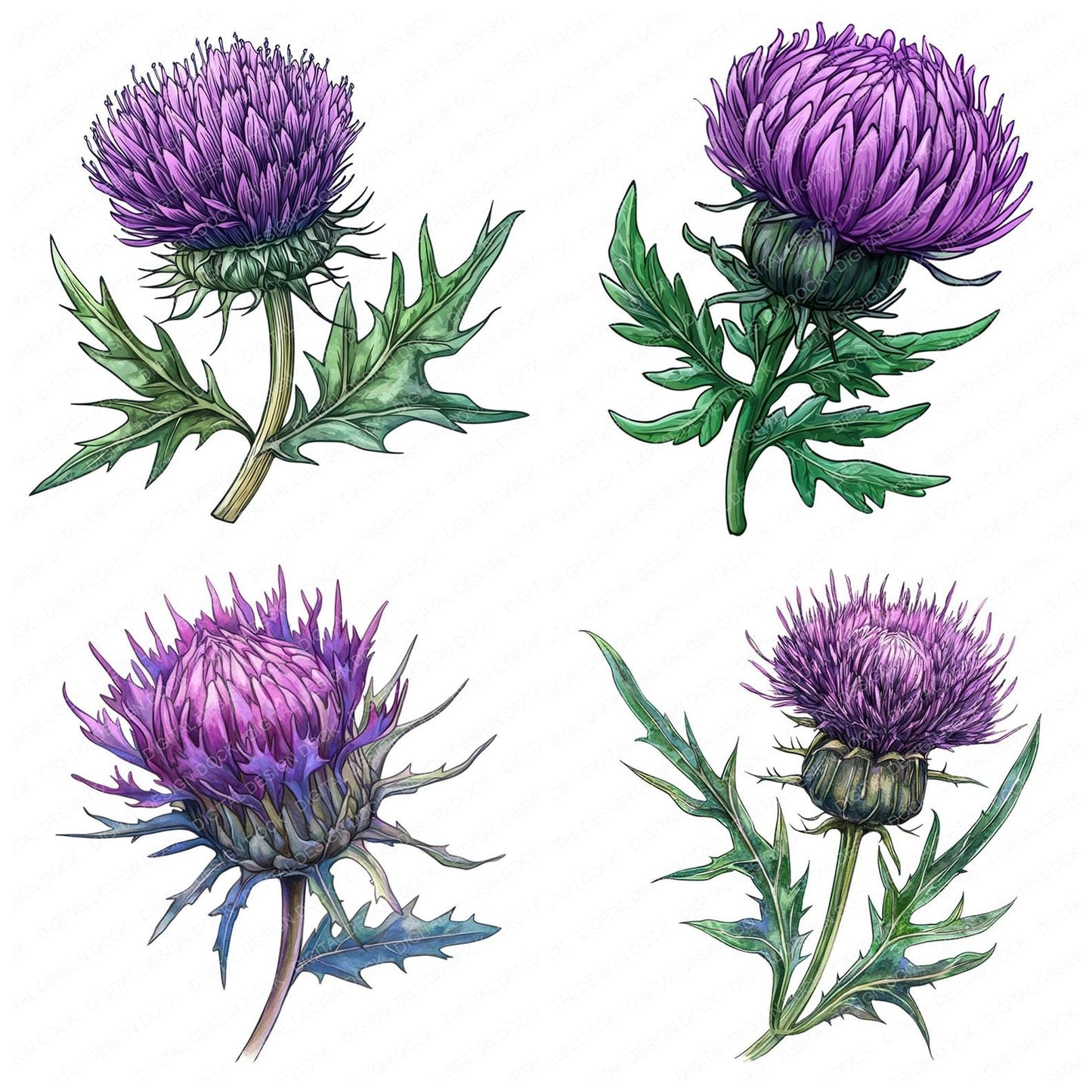 Thistle Flower Clipart Set (DDD006750)