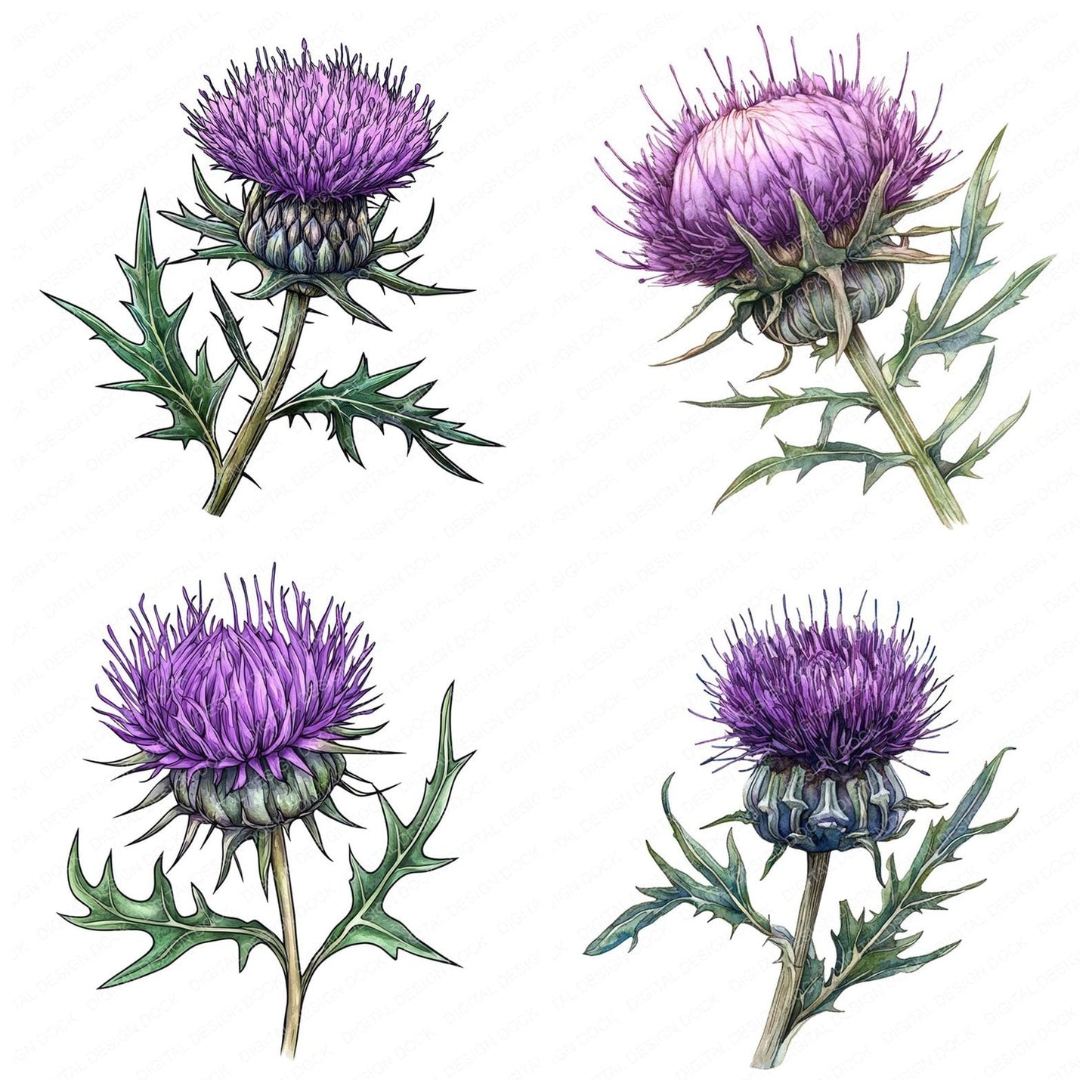 Thistle Flower Clipart Set (DDD006750)
