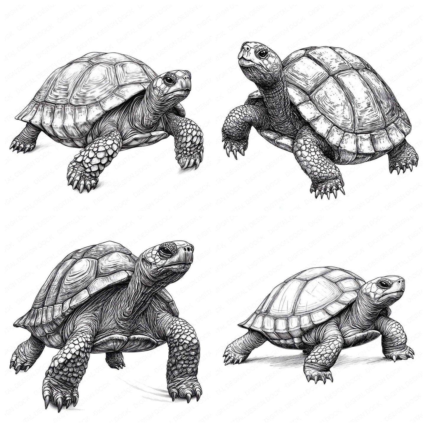 Turtle Drawing Clipart Set (DDD006792)