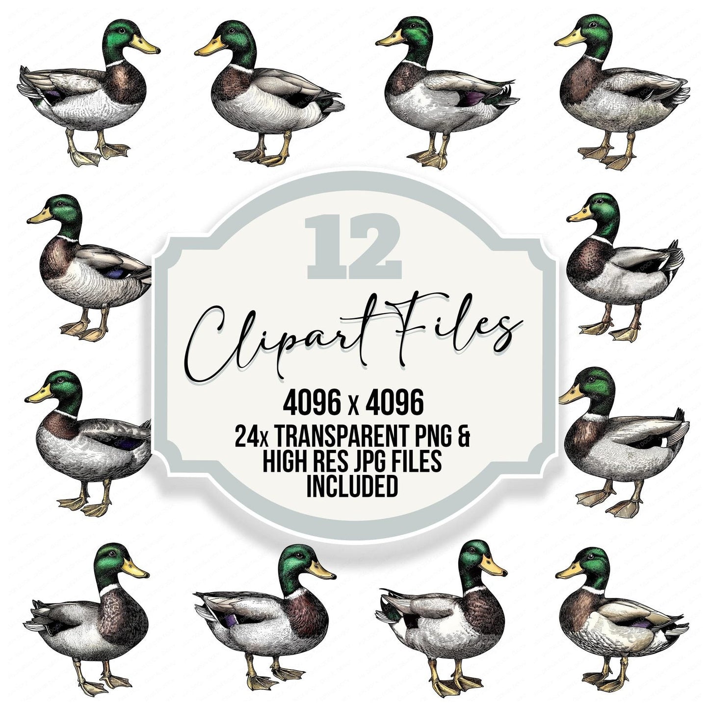 VIntage Mallard Duck Illustration Clipart Set (DDD006888)