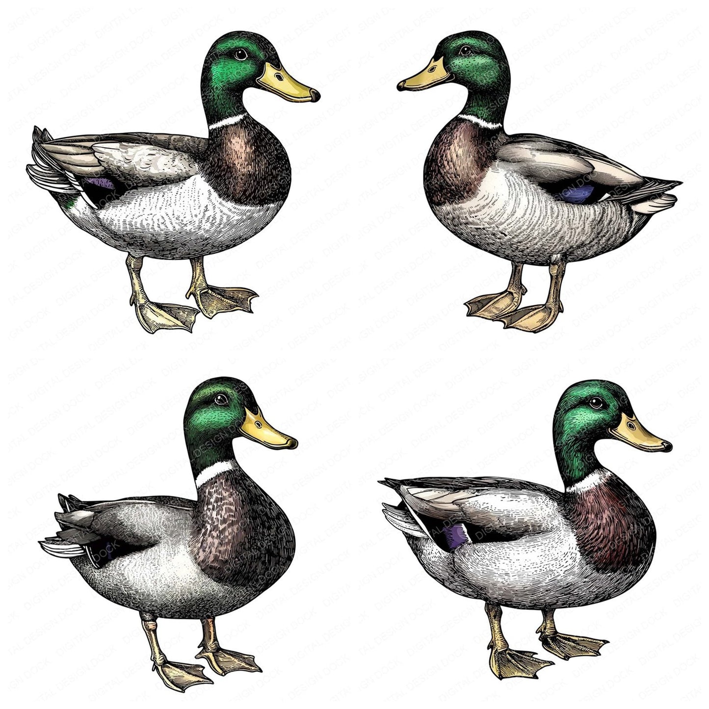VIntage Mallard Duck Illustration Clipart Set (DDD006888)