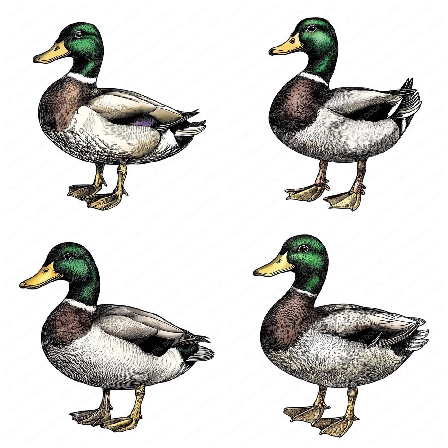 VIntage Mallard Duck Illustration Clipart Set (DDD006888)