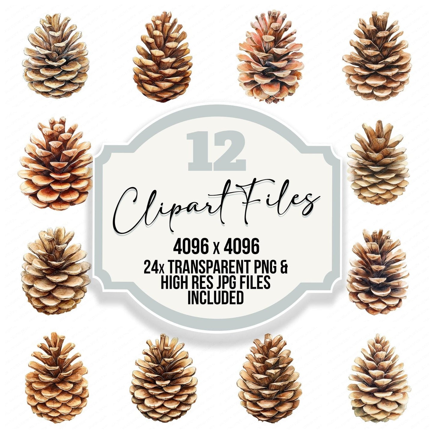 Vintage Pinecone Illustration Clipart Set (DDD006898)