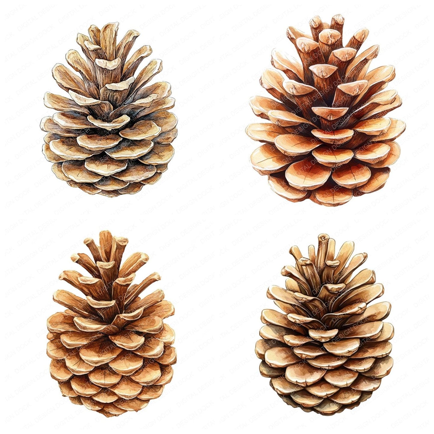 Vintage Pinecone Illustration Clipart Set (DDD006898)