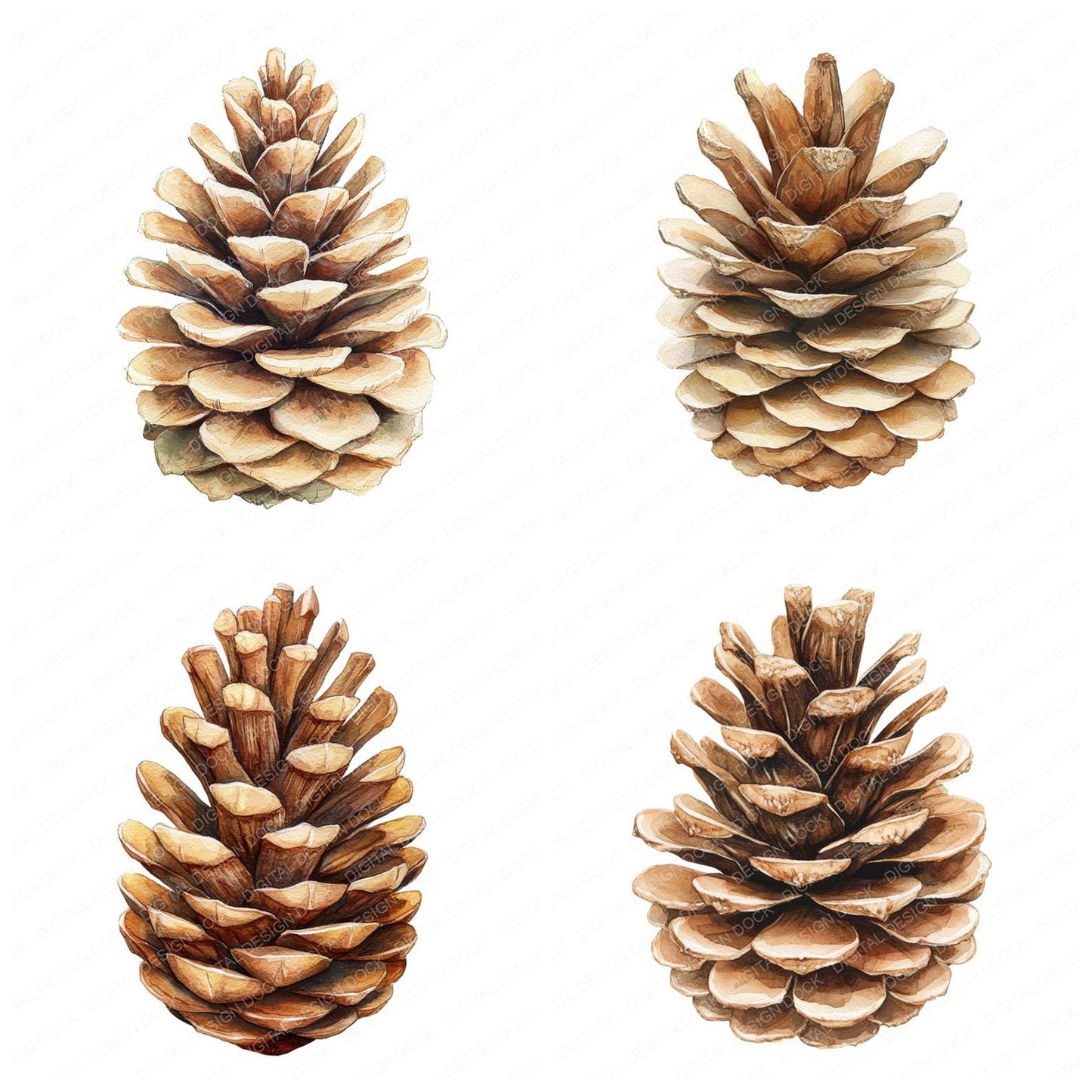 Vintage Pinecone Illustration Clipart Set (DDD006898)