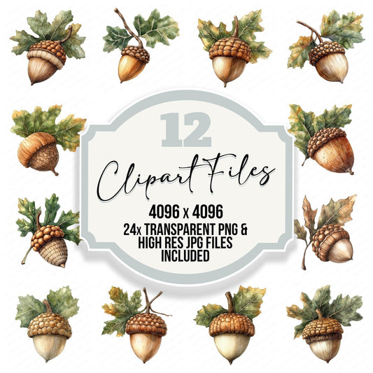 Watercolour Acorn Clipart Set (DDD006963)