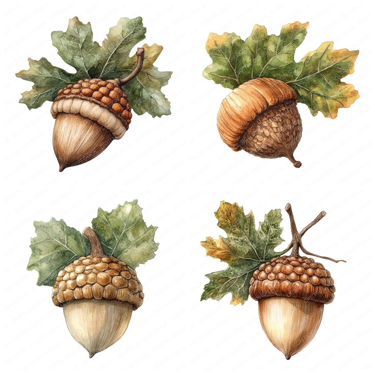 Watercolour Acorn Clipart Set (DDD006963)