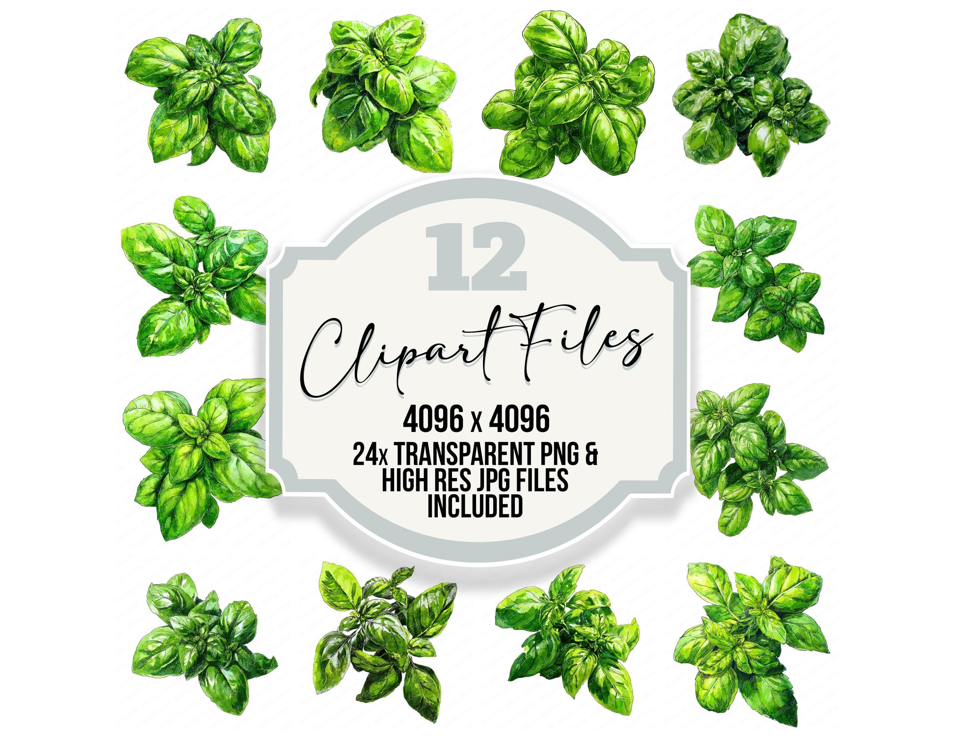 Watercolour Basil Leaves clipart set with transparent PNGs and high resolution JPGs for crafting and design projects