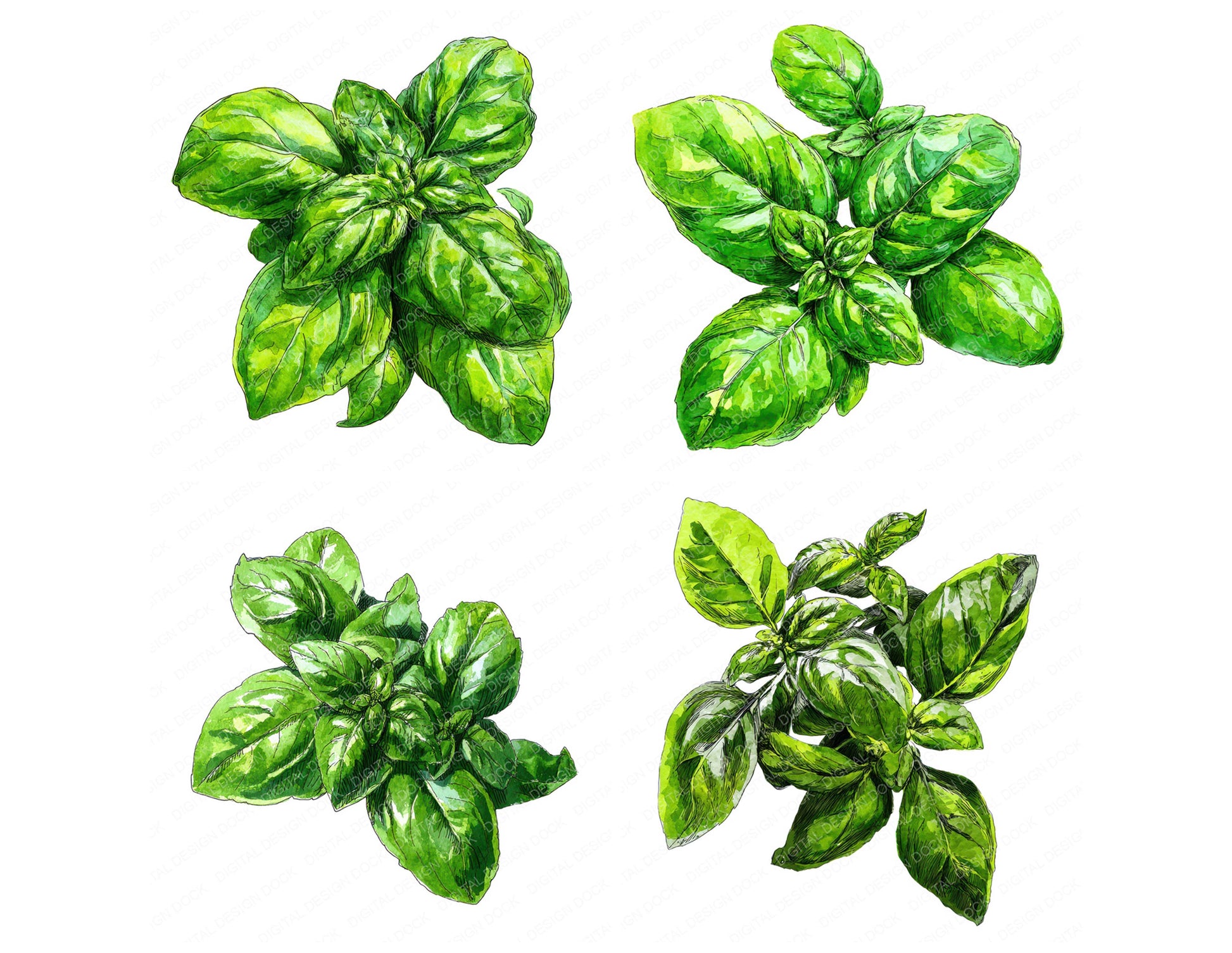 Preview layout showing Watercolour Basil Leaves clipart elements for scrapbooking, junk journals, and card making