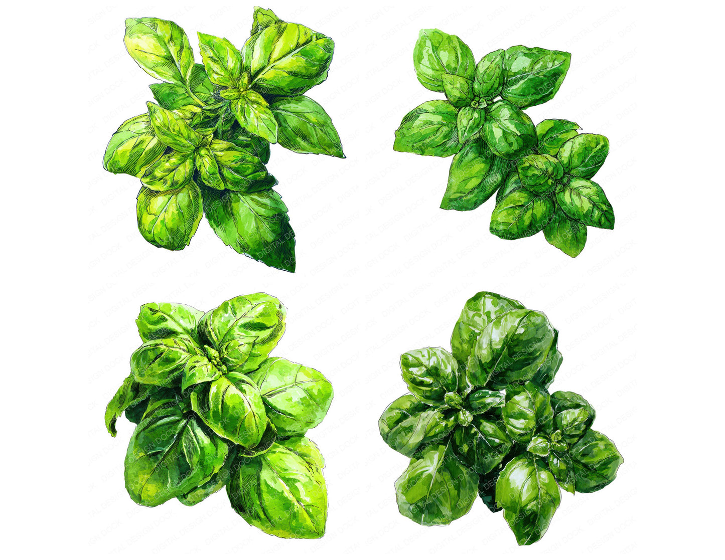 Close view of Watercolour Basil Leaves clipart highlighting illustration detail and cohesive colour tones
